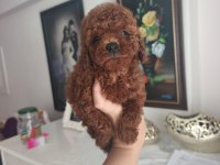 Toy Poodle Yavruları