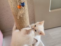Sevimli british longhair kediler