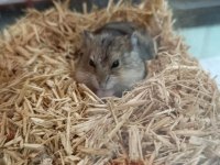 Gonzales Hamster