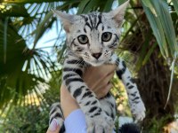 Faturalı Silver Bengal Yavruları