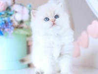 Köpük silver british longhair