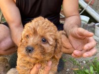 Birbirinden tatlı dişi-erkek poodle