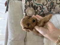 İstanbul köpeğimiz