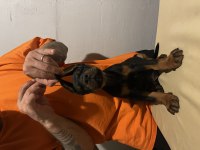 FCİ SECERELİ MUHTEŞEM KAN HATTI DOBERMAN