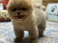 Miss Turkey Pomeranian Yavrularımız