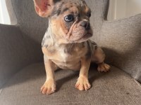 Ev bakımı french bulldog yavrularım