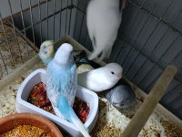 12 adet yeni yavru muhabbet kuşu
