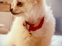 2 aylık erkek aşılı pomeranian