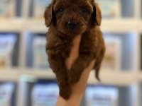 Erkek Kore Poodle