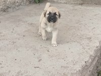 1 Aylık Çoban Köpeği Yavruları
