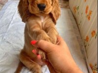 ORJİNAL COCKER YAVRULARIMIZ