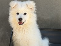 Babyface Samoyed Yavrumuz
