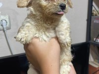 Maltipoo bebekleri