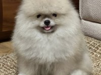 Kaliteli Tip Pomeranian Boo Erkek Yavrular
