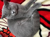 British Shorthair 1 Yaşında