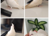 Bebek Albino Sultan Papağanı Pamuk Evcil Ev üretimi