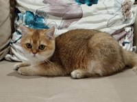 British shorthair yakışıklı teslime hazır