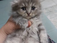 British shorthair