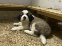 Saint bernard Sc yavrularımız