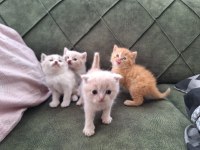 British scottish fold yavrularımız sağlık garantili