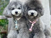 Orjinal Siver Poodle Özel Renk
