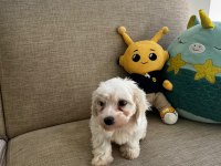 KORE MALTESE