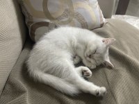 Kar tanesi british shorthair