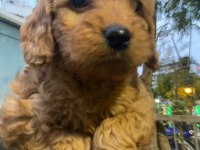 Cockapoo orjinal dizayn ırktır ilk kandan