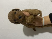 Orjinal toy poodle bebekler