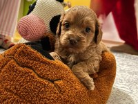 Şeker gibi maltipoo yavrularımız büyümeme garantili