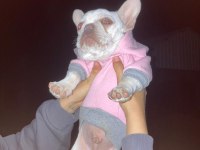 Lilac tan platium micro french bulldog