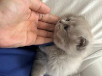 Kedimiz scottish fold 2 aylık