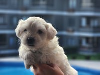 0 numara maltese terrier bebekler