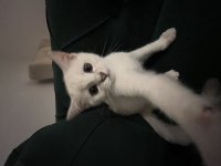 3 aylık kedimi sahiplendirmek istiyorum çok oyuncudur