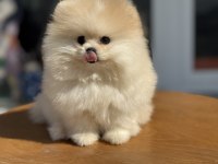 Yasal çiftlikde ziyarete açık pomeranian boo