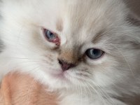 Kendi kedimin yavrusu british longhair
