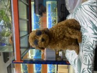 Teacup Korea Bebek A Kalite Poodle