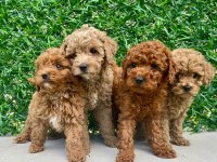 RED BROWN A KALİTE ORJİNAL TOY POODLE YAVRULAR
