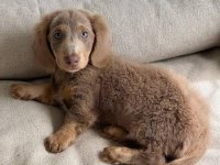 ISABELLA TAN LONGHAİR AŞILI DACHSHUND YAVRUMUZ