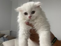 British scottish fold yavrularımız sağlık garantili