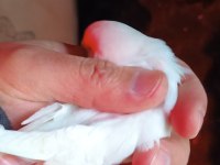 Sol ayak aksıyor beyaz albino kırmızı göz muhabbet kuşu