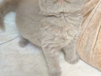 LOKUMULİNKO KEDİMİZ