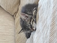 TEKİR KEDİMİZE ACİL YUVA ARIYORUZ