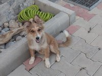 Yavru kırma collie ÜCRETSİZ