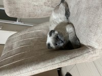 Aşıları tam scottish fold