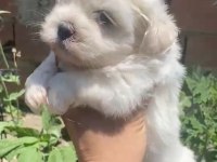 Maltese yavrular minyatür boy