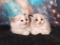 Peri masalı ragdoll yavrularım