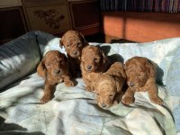 Aşılı Red Brown Toy Poodle