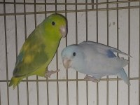 Forpus papağanları çift ve tek dişi