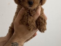 Tuvalet Eğitimli Toy Poodle Yavrularım - Her Renkten
